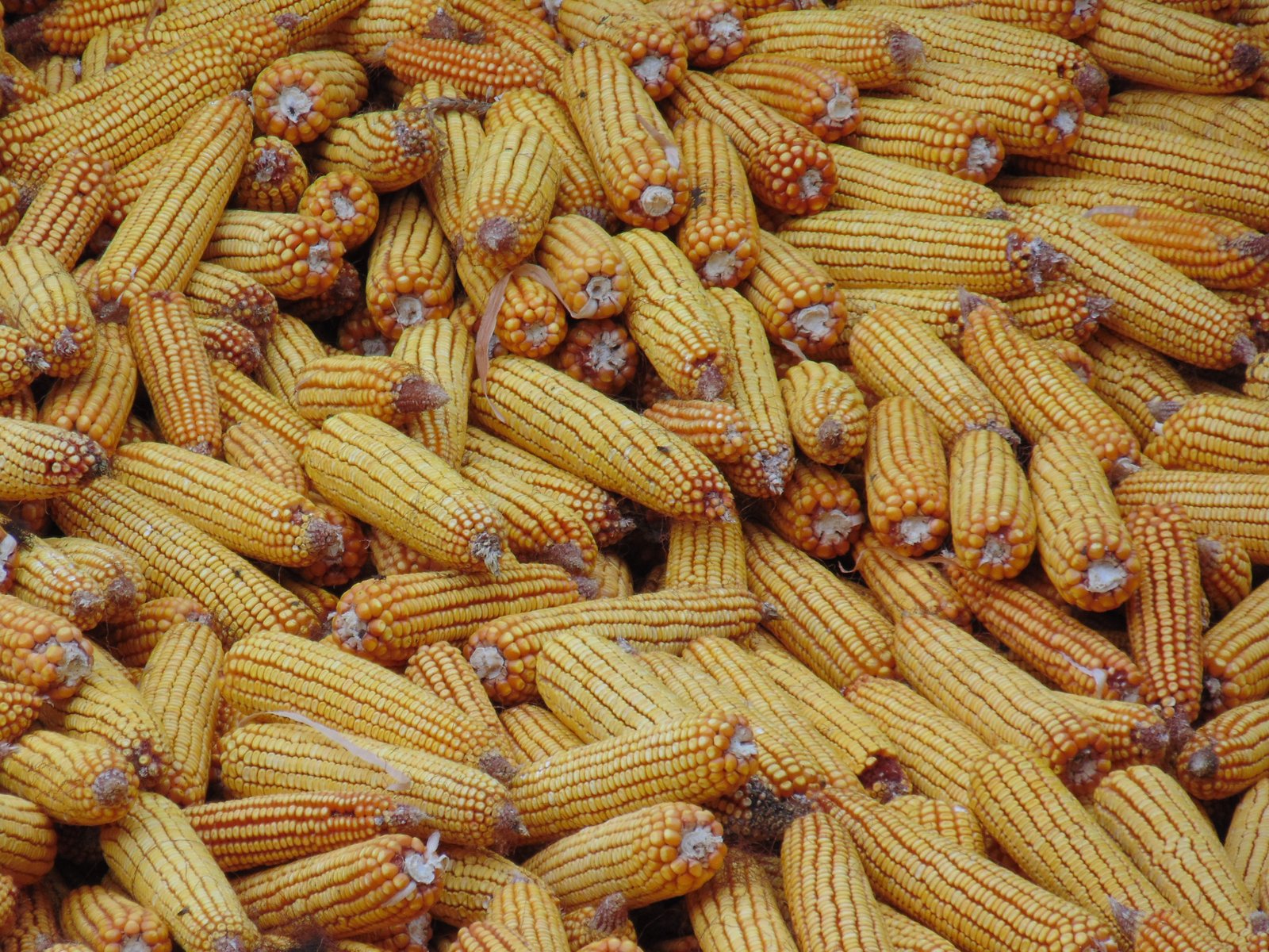 Maize Harvest Bulk